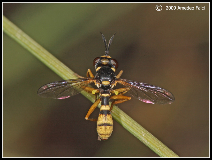 Leopoldius coronatus M (Conopidae)